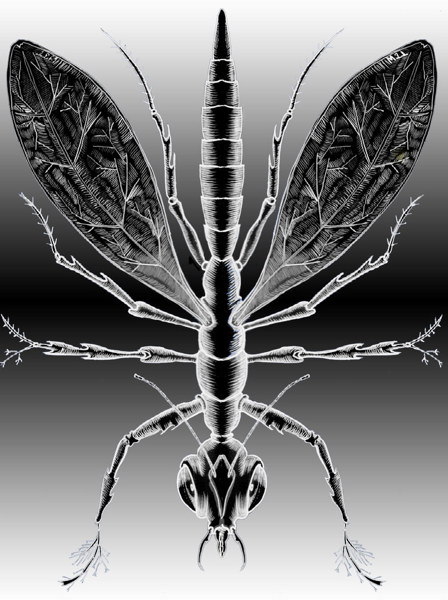 All Insects List Deviantart Insect by WJTART on DeviantArt