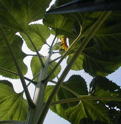 Sunflower shot from underneath