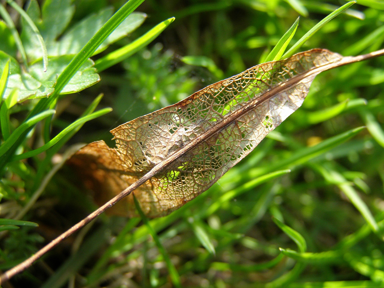 Skeleton Leaf