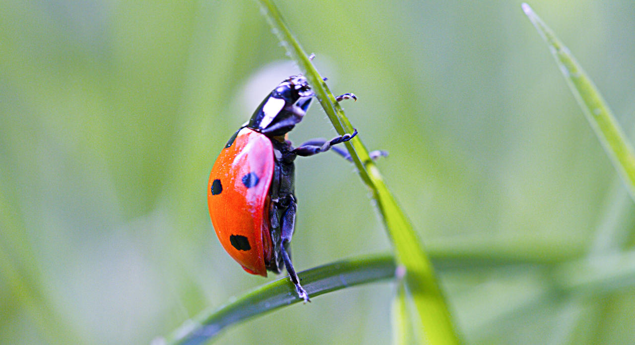 Ladybird No2