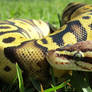 Female Firefly Ball Python