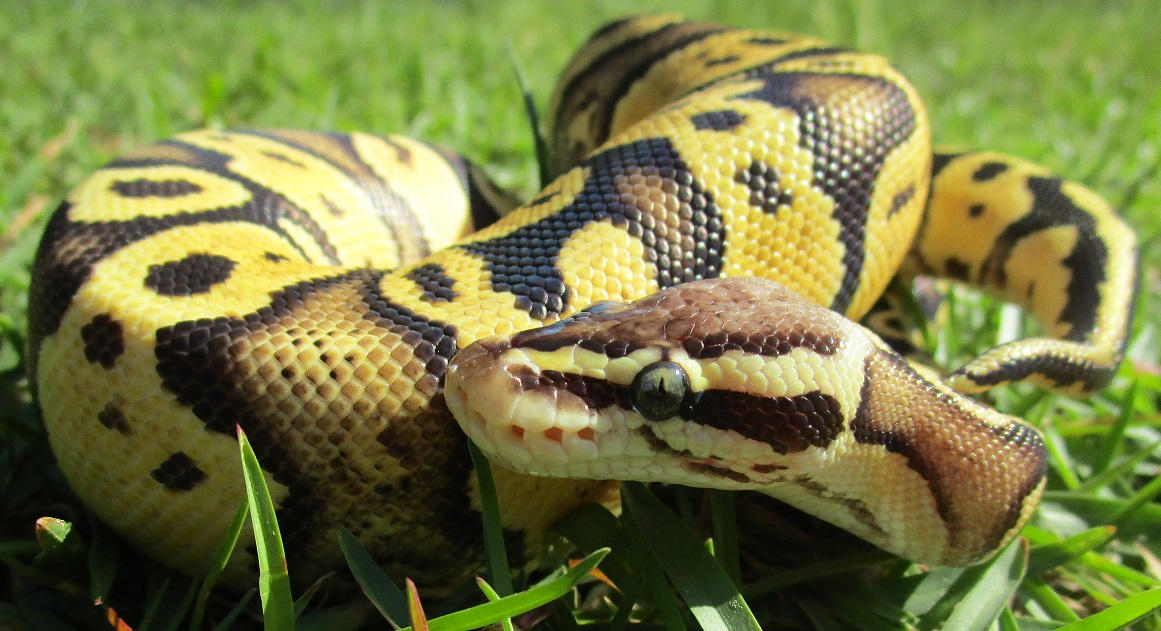 Frirefly Ball Python Female Firefly Ball Python by MajikalMichiru on DeviantArt