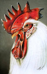 rooster