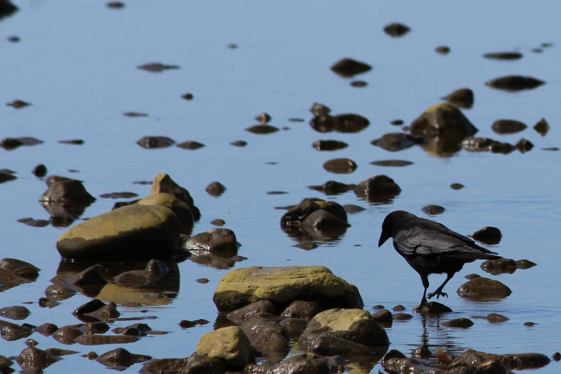 Crows Using Rocks Crow Among Rocks by neospare on DeviantArt