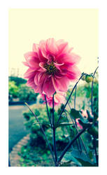 Colourful Dahlias