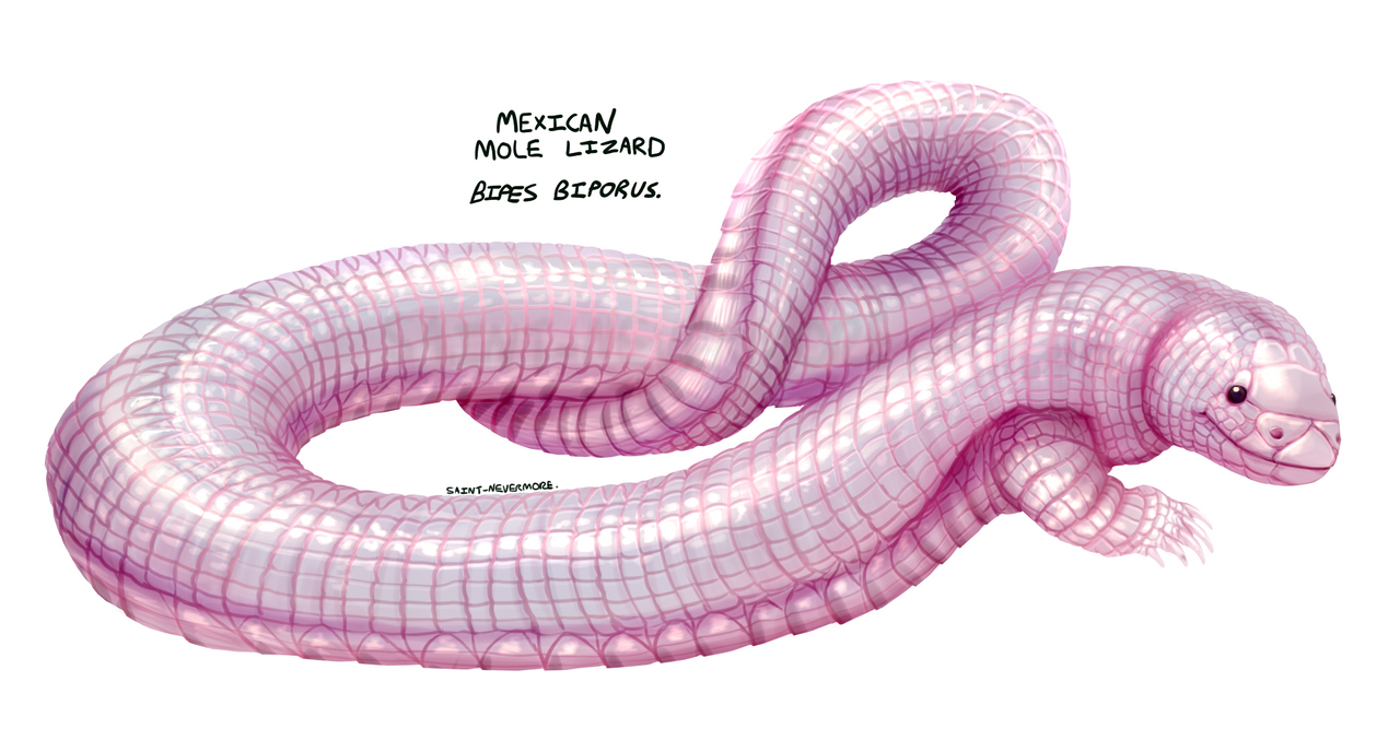 Mexican Mole Lizard by SaintNevermore on DeviantArt