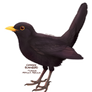 Common Blackbird