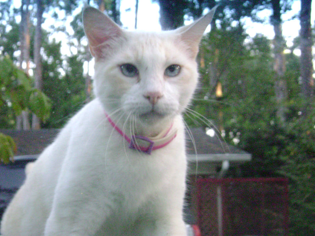 Sugar Kitty 2 by Gaaraxluvr on DeviantArt