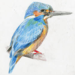 Kingfisher