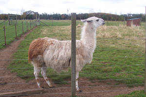 Llama