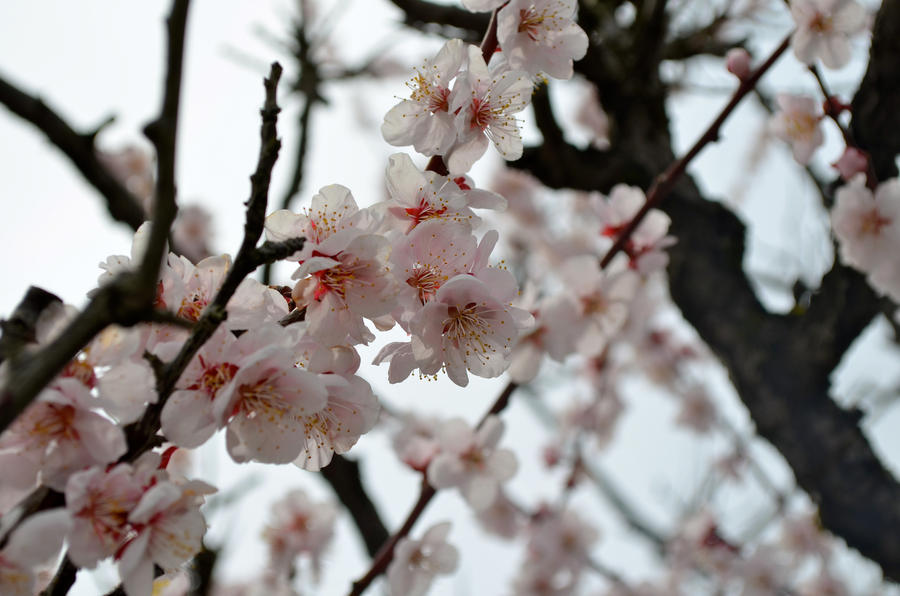 sakura