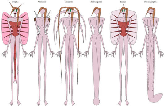 Cambrian Fauna 3