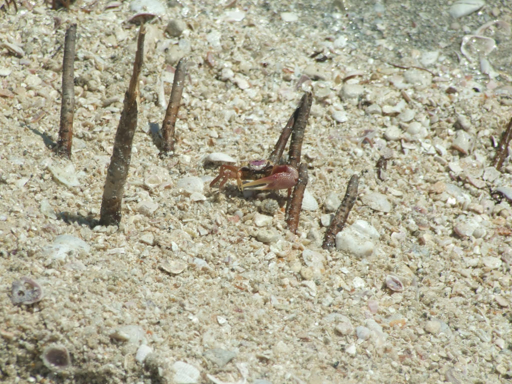 Fiddler by ComputerWomanIRT on DeviantArt