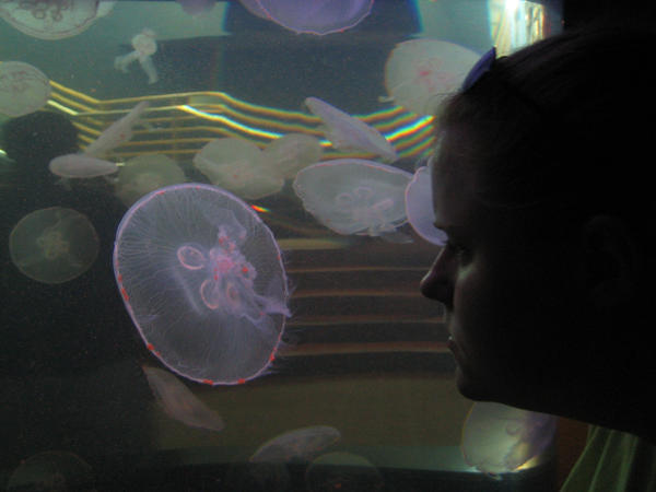 Looking at the Jellyfishes