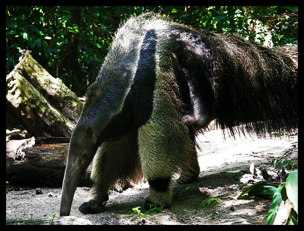 Giant Anteater