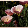 Pink Poppies