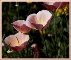 Pink Poppies