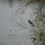 Belted Kingfisher II