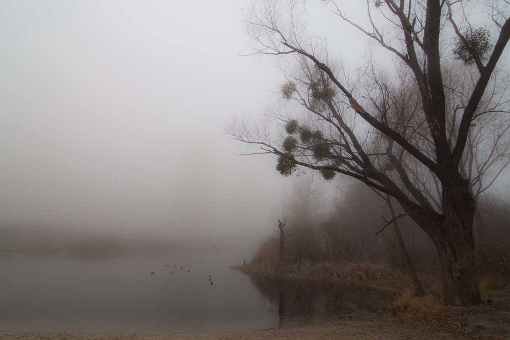 Misty Lake