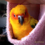 Chicken up a sleeve by Aymea