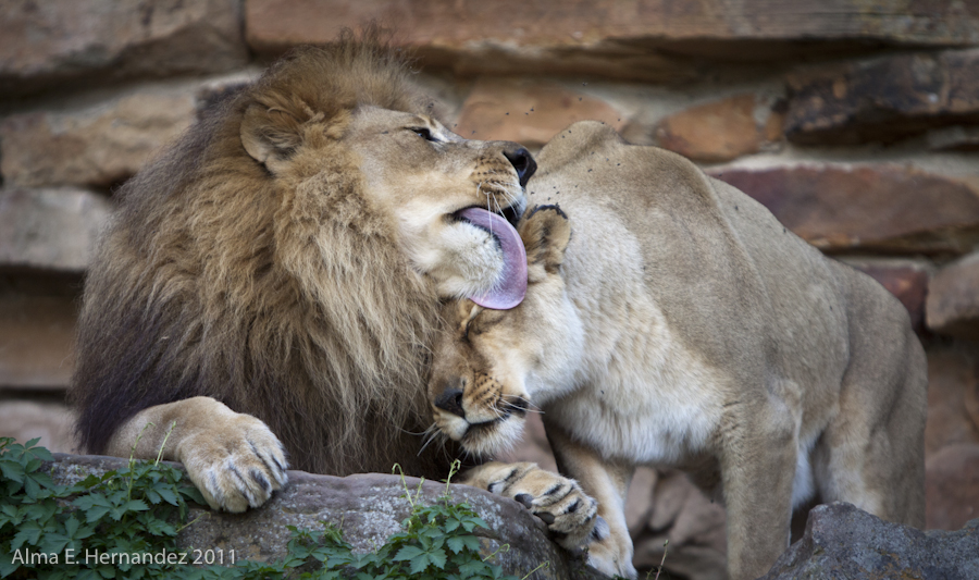 Lions