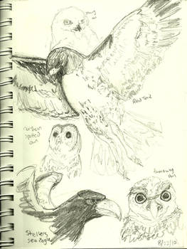 Animal Sketchs 1