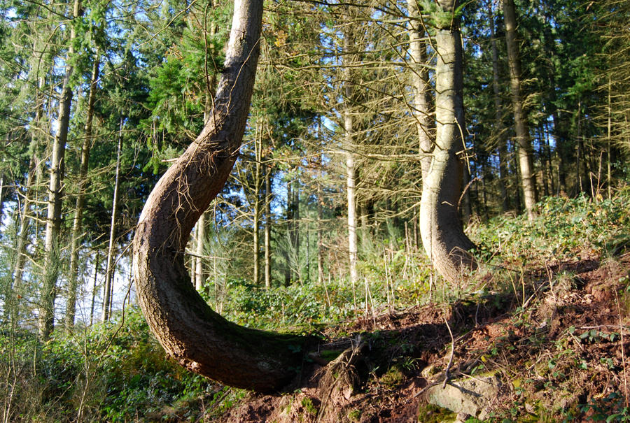 Curver Tree curvy tree by PhotoChazGraffi on DeviantArt