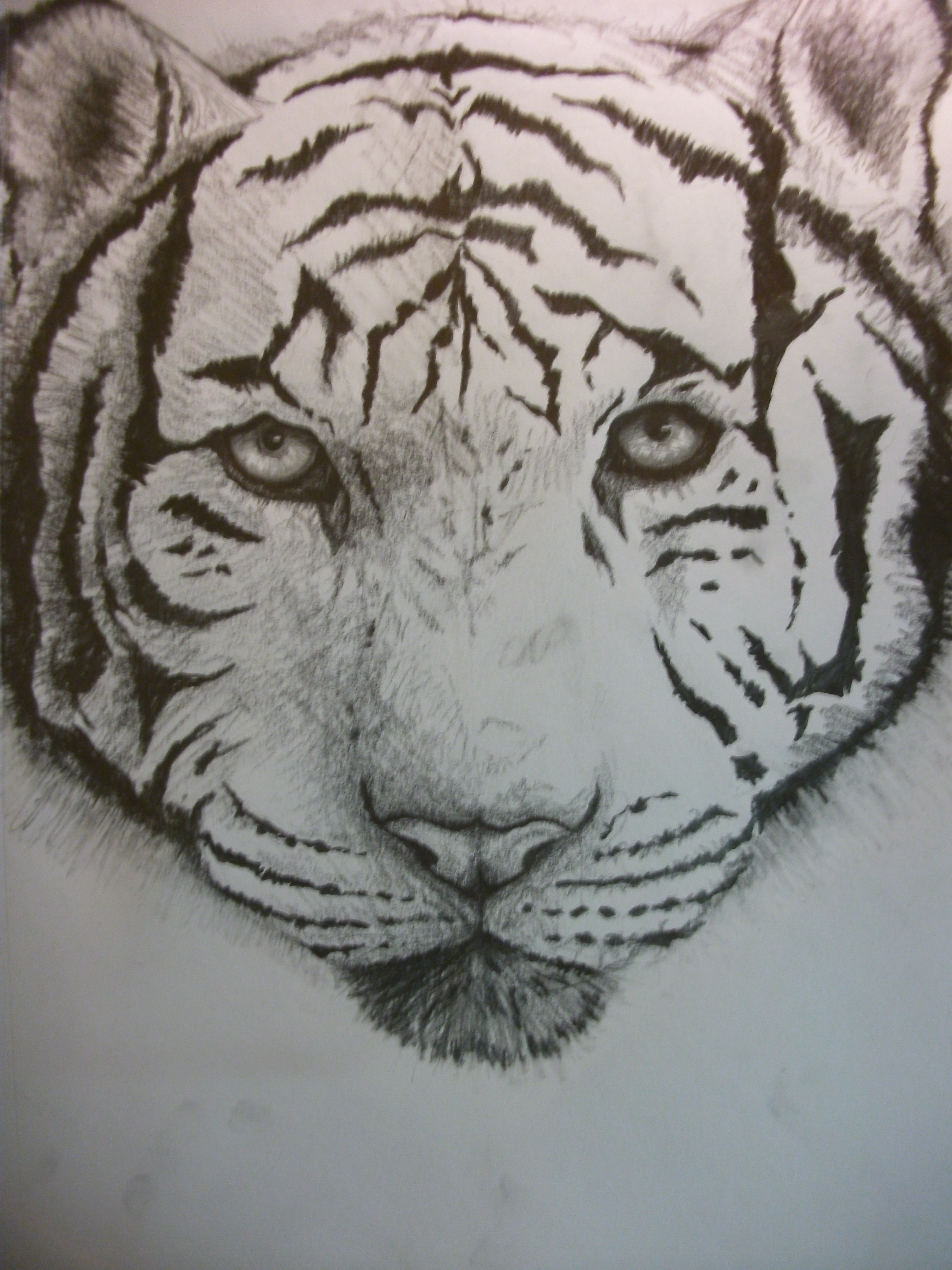 White Tiger Sketch