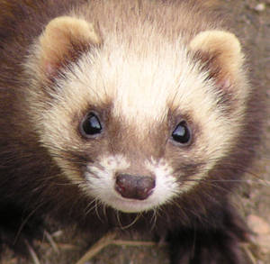 ferret