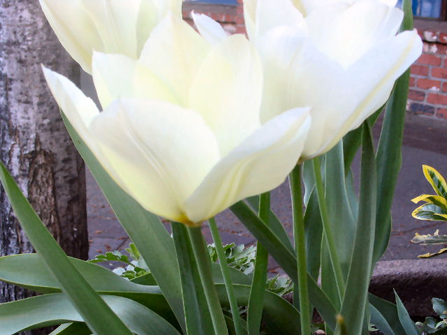 White Tulips 2