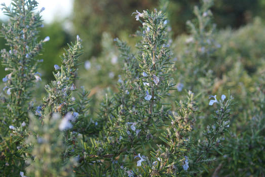 Winter flowers