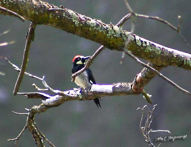 Acorn woodpecker