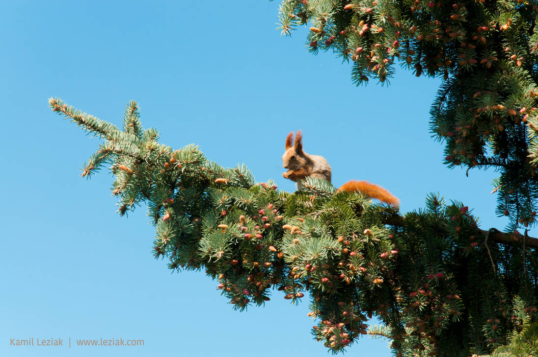 Squirrel on a pine by vertiser