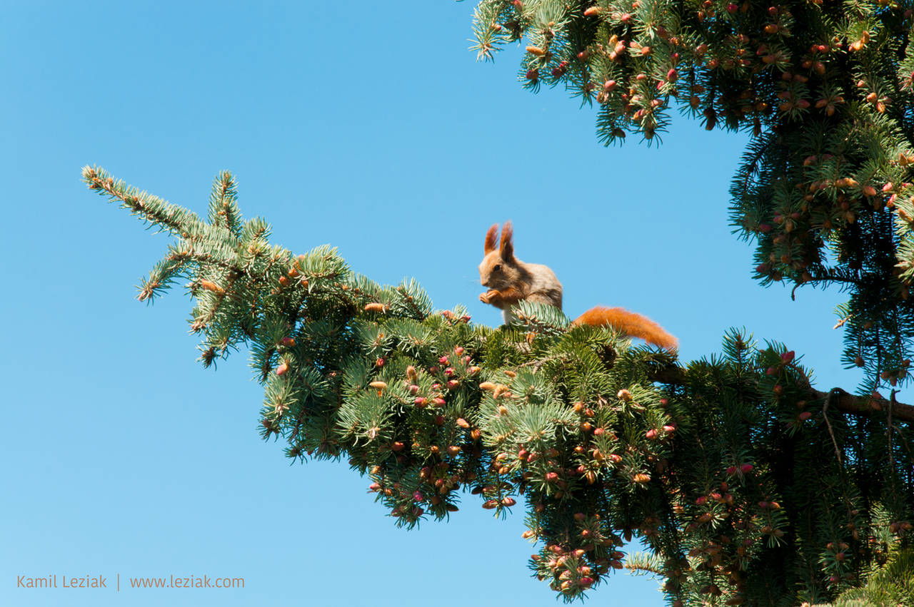 Squirrel on a pine by vertiser