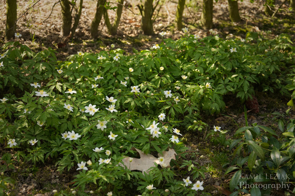 Wood anemone by vertiser