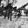 Beautiful Winter