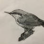 Nuthatch