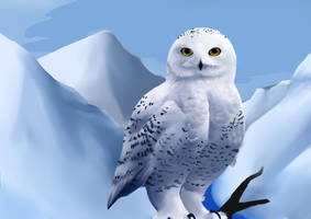 SNOWY OWL