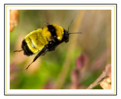 Flight of the bumble bee