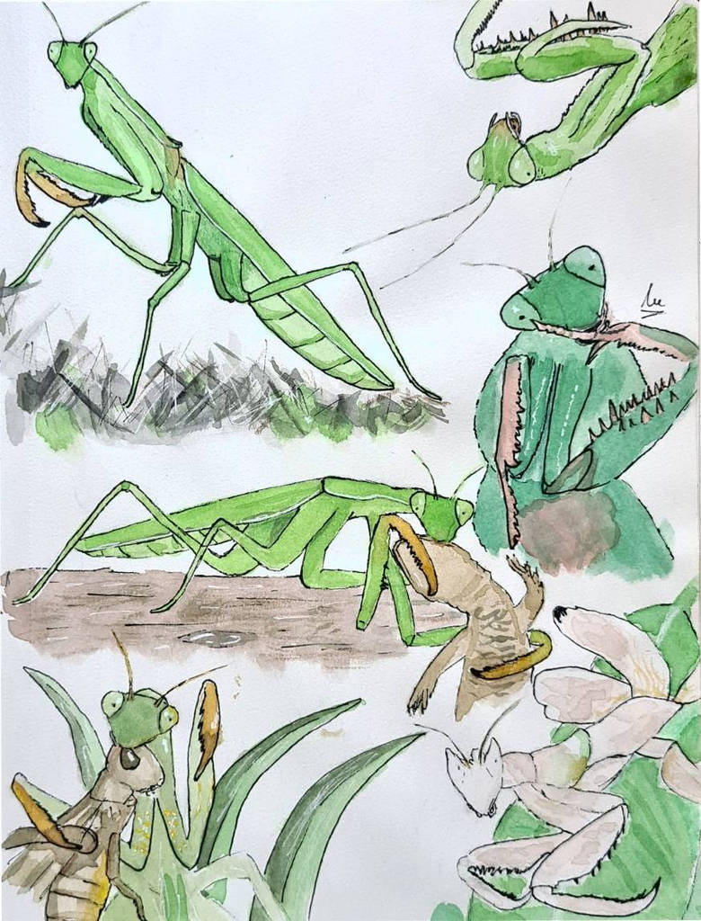 Praying mantises by S0Adrian on DeviantArt