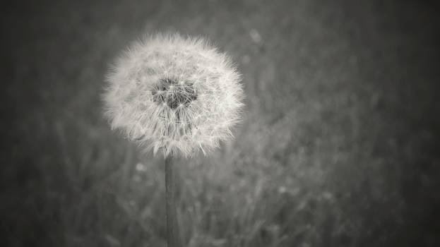 Dandelion Dreams...