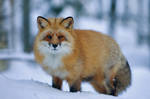 Northern Red Fox by Mateuszkowalski