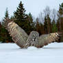 Great Grey Owl in wideangle