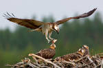 Osprey family at lunch by Mateuszkowalski