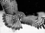 Great Grey Owl in BW by Mateuszkowalski