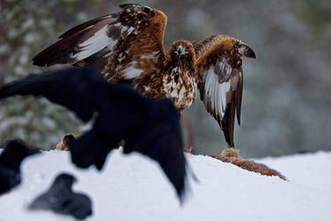 Golden eagle and ravens