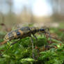 Rhagium mordax