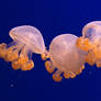 Jellyfish Phyllorhiza punctata