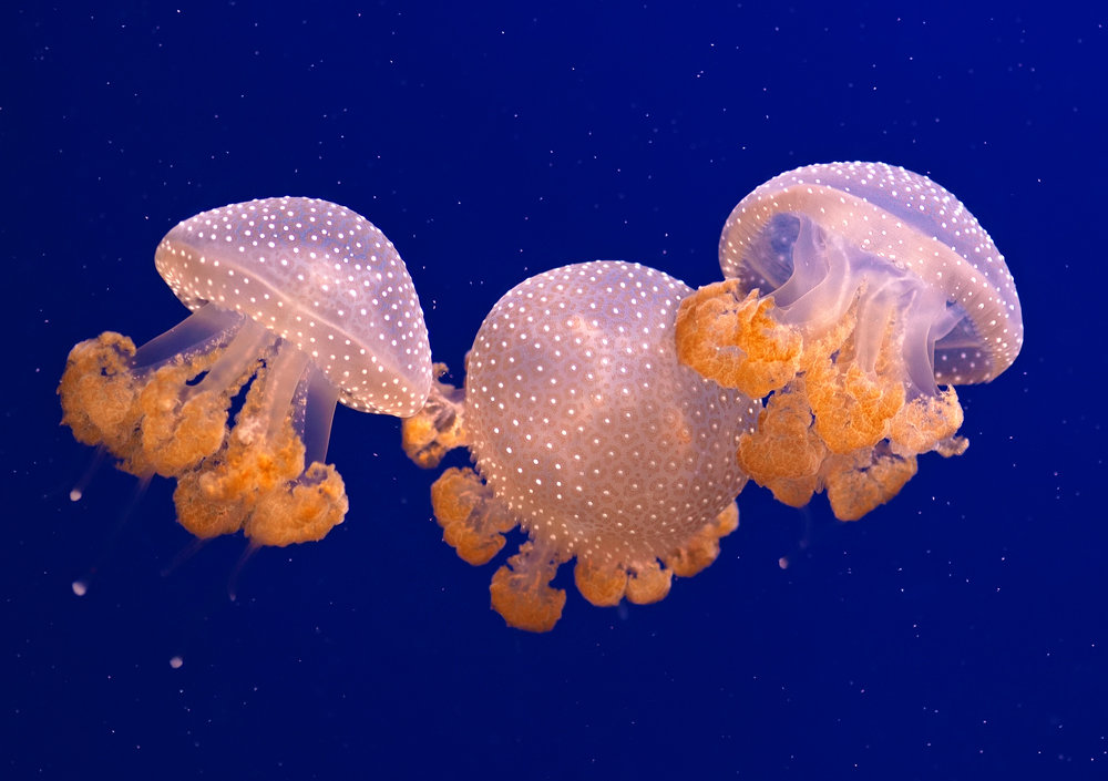 Jellyfish Phyllorhiza punctata