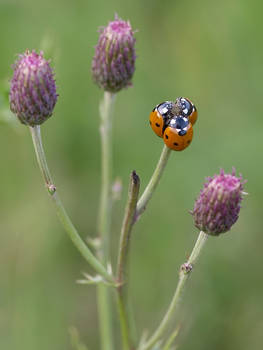 Ladybugs trio